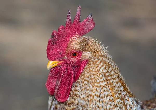 Jefe de un pollo de tierra alemán —  Fotos de Stock