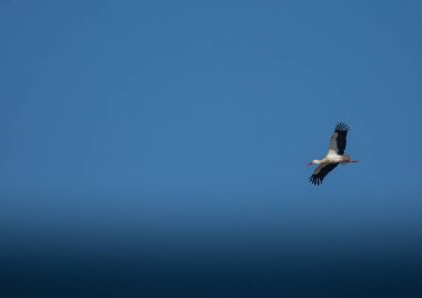 Leylek bir alan ve bahar havada