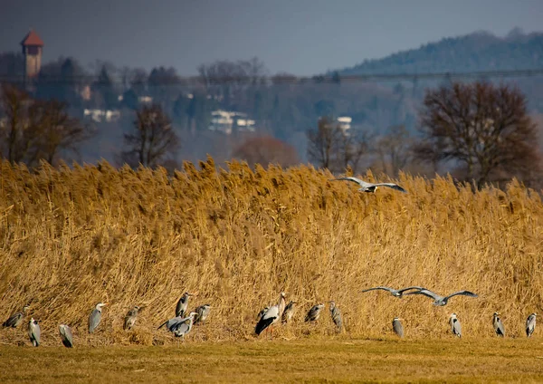 Cigüeñas en un campo y en el aire — Foto de Stock