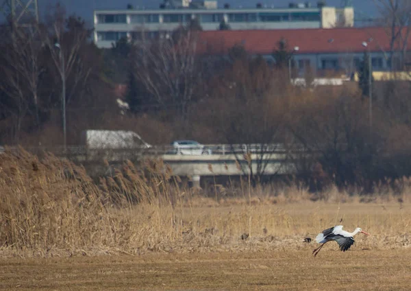 Las cigüeñas en el campo y en el aire en primavera — Foto de Stock