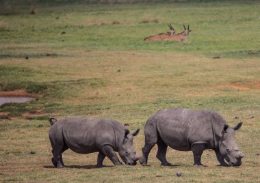 Beyaz Gergedan adlı bir çayır