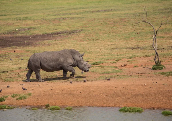 Білий носоріг на луг — стокове фото