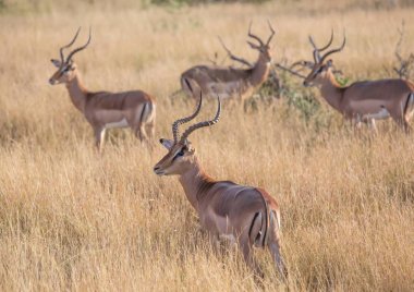 Impala erkek, Kruger National Park, Güney Afrika
