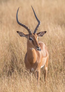 Impala male at the Kruger National Park in South Africa clipart