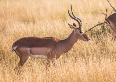 Impala erkek, Kruger National Park, Güney Afrika