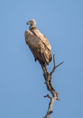 Ak sırtlı akbabası, Kruger National Park, Güney Afrika