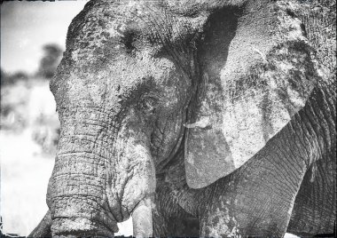 Afrika savana fil Kruger National Park Güney A