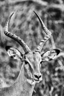 Impala erkek, Kruger National Park, Güney Afrika