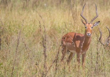 Impala erkek, Kruger National Park, Güney Afrika