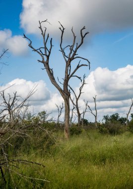 Manzara Hlane-Royal National Park Svaziland