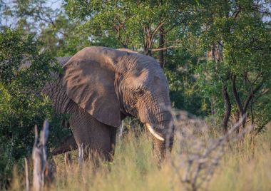 Hlane Royal National Park, savvanah, Afrika filleri ben