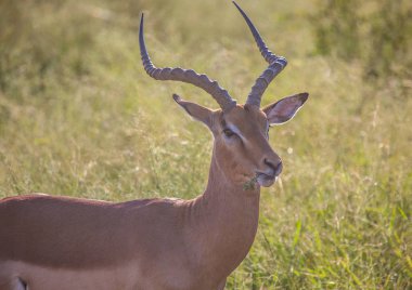 Biraz ot, Hlane Royal milli parkta S çiğneme Impala erkek