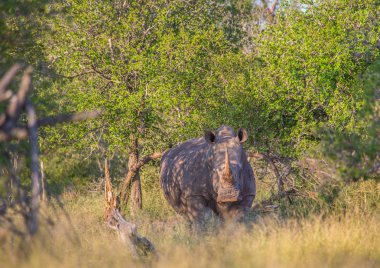 Savannah, Hlane Royal National Park için yapılan beyaz gergedan