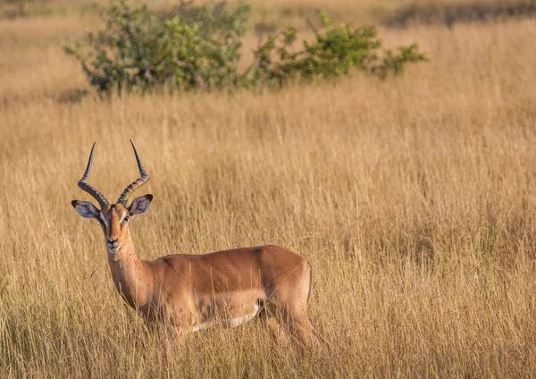 Impala mężczyzna w Parku Narodowego Kruger w Republice Południowej Afryki — Zdjęcie stockowe