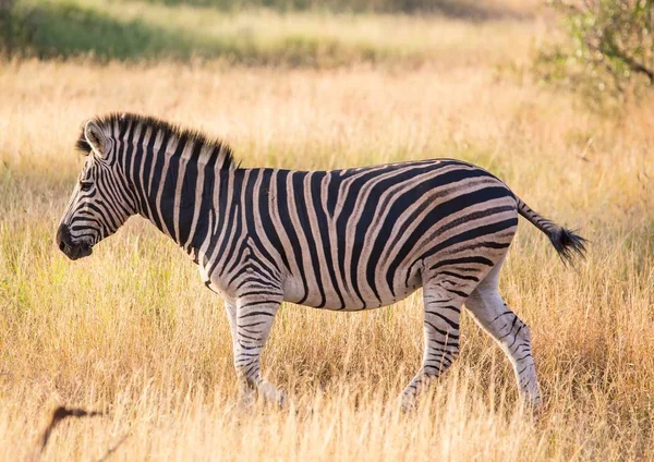 Zebra stepowa w Parku Narodowego Kruger w Republice Południowej Afryki — Zdjęcie stockowe