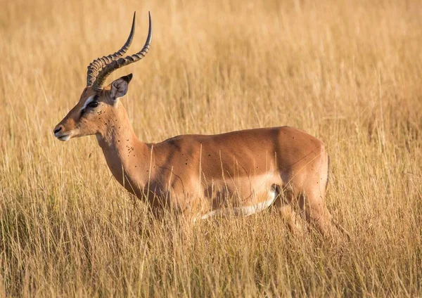 Impala mężczyzna w Parku Narodowego Kruger w Republice Południowej Afryki — Zdjęcie stockowe