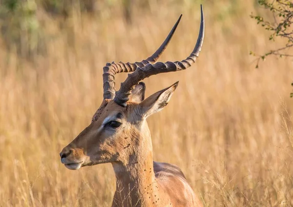 Impala mężczyzna w Parku Narodowego Kruger w Republice Południowej Afryki — Zdjęcie stockowe