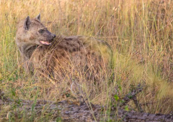 Spotted hiena w Kruger National Park, Afryka Południowa — Zdjęcie stockowe
