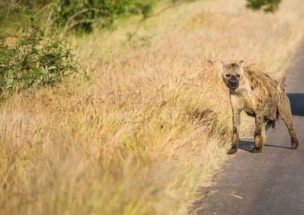 Avistado Hyena no Parque Nacional Kruger na África do Sul — Fotografia de Stock