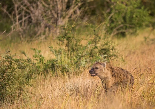 Avistado Hyena no Parque Nacional Kruger na África do Sul — Fotografia de Stock
