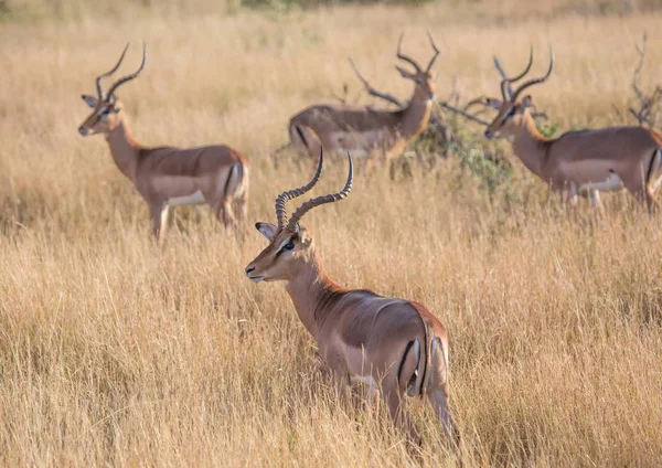 Impala man bij het Kruger National Park in Zuid-Afrika — Stockfoto