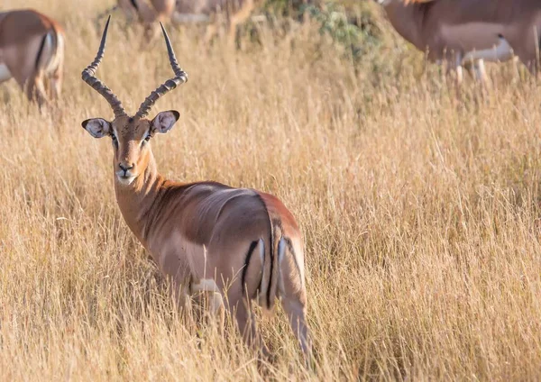 Impala mężczyzna w Parku Narodowego Kruger w Republice Południowej Afryki — Zdjęcie stockowe