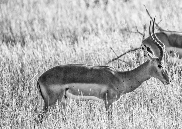 Impala-Männchen im Kruger Nationalpark in Südafrika — Stockfoto