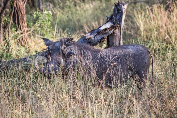 Phacochère commun au parc national Kruger en Afrique du Sud — Photo