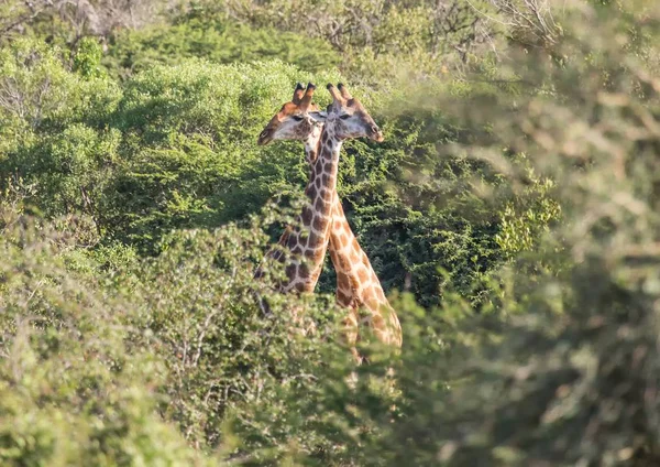 Jirafa en el Parque Nacional Kruger en Sudáfrica — Foto de Stock
