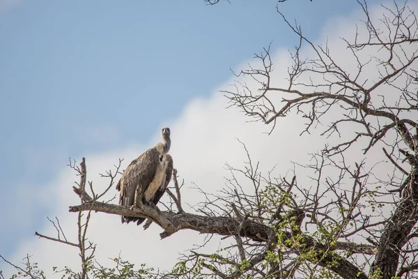 Λευκονώτης Vulture στο εθνικό πάρκο Κρούγκερ στη Νότια Αφρική — Φωτογραφία Αρχείου