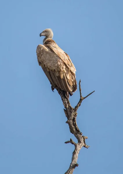 Λευκονώτης Vulture στο εθνικό πάρκο Κρούγκερ στη Νότια Αφρική — Φωτογραφία Αρχείου