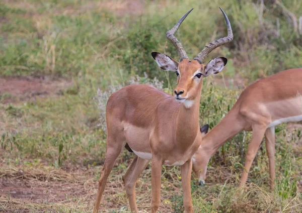 Impala mężczyzna w Parku Narodowego Kruger w Republice Południowej Afryki — Zdjęcie stockowe