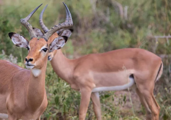 Impala mężczyzna w Parku Narodowego Kruger w Republice Południowej Afryki — Zdjęcie stockowe