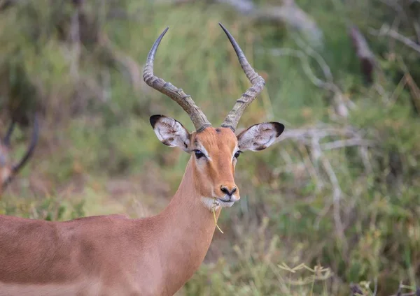 Impala man bij het Kruger National Park in Zuid-Afrika — Stockfoto