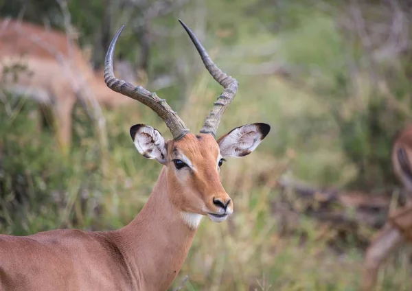 Impala man bij het Kruger National Park in Zuid-Afrika — Stockfoto