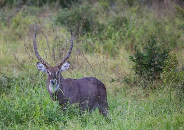 Kob śniady mężczyzn w Parku Narodowego Kruger w Republice Południowej Afryki — Zdjęcie stockowe