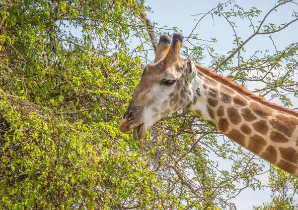 Jirafa en el Parque Nacional Kruger, Sudáfrica — Foto de Stock