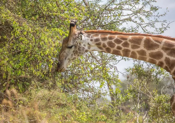 Girafe au parc national Kruger, Afrique du Sud — Photo