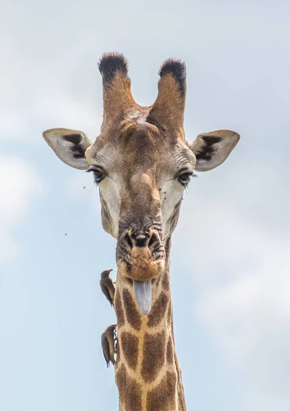 Girafe au parc national Kruger en Afrique du Sud — Photo
