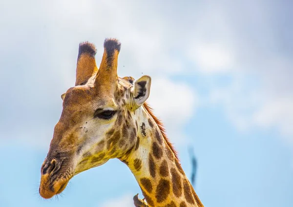 Jirafa en el Parque Nacional Kruger en Sudáfrica — Foto de Stock