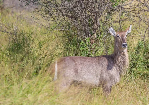 Waterbuck fêmea no Parque Nacional Kruger, na África do Sul — Fotografia de Stock