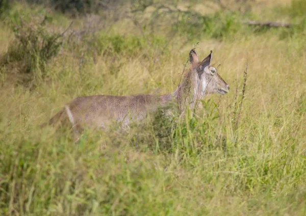 Waterbuck fêmea no Parque Nacional Kruger, na África do Sul — Fotografia de Stock