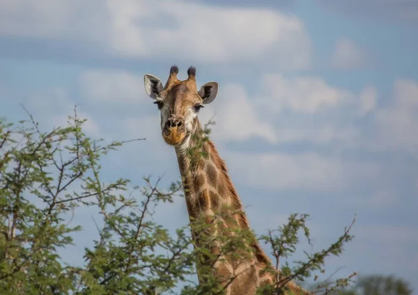 Jirafa en el Parque Nacional Kruger en Sudáfrica — Foto de Stock