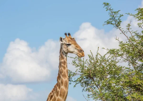 Jirafa en el Parque Nacional Kruger en Sudáfrica — Foto de Stock