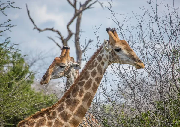 Jirafa en el Parque Nacional Kruger en Sudáfrica — Foto de Stock