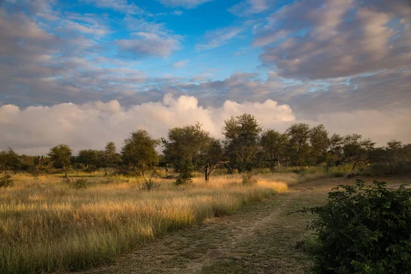 Landscape in Kruger-National-Park in South Africa — Stock Photo, Image