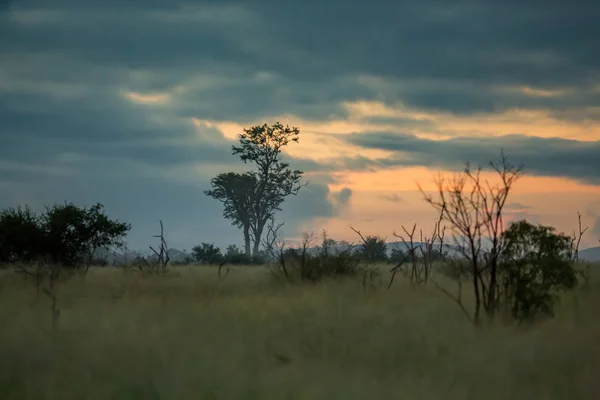 Краєвид в Національний парк Hlane Руаяль Свазіленду — стокове фото