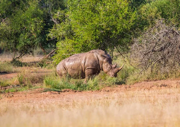 Білий носоріг Саванна в Hlane Королівського національного парку, в — стокове фото