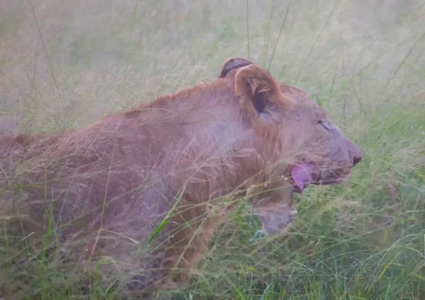 Leão africano na savana no Hlane Royal National Park em — Fotografia de Stock