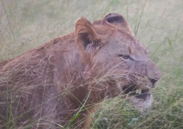 Leão africano na savana no Hlane Royal National Park em — Fotografia de Stock